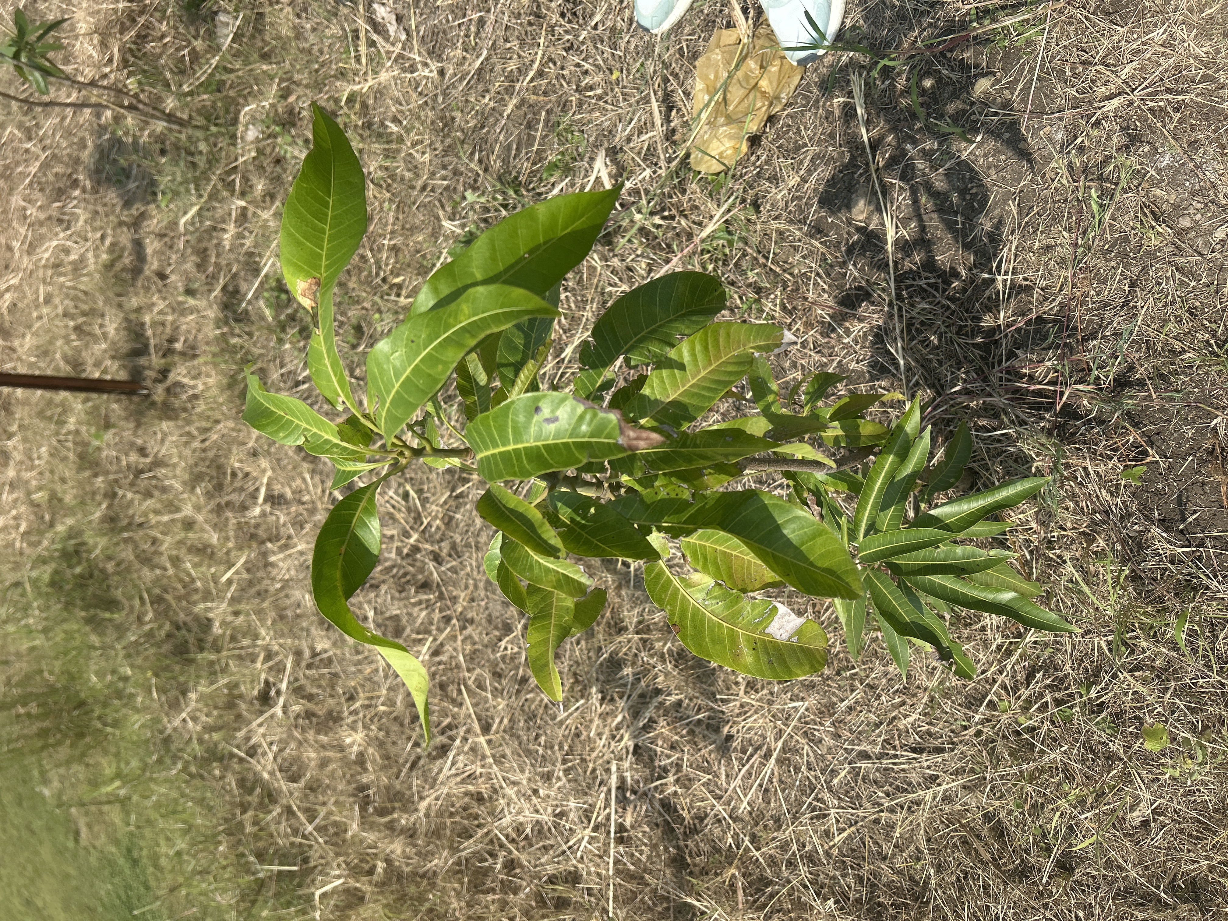 Mango