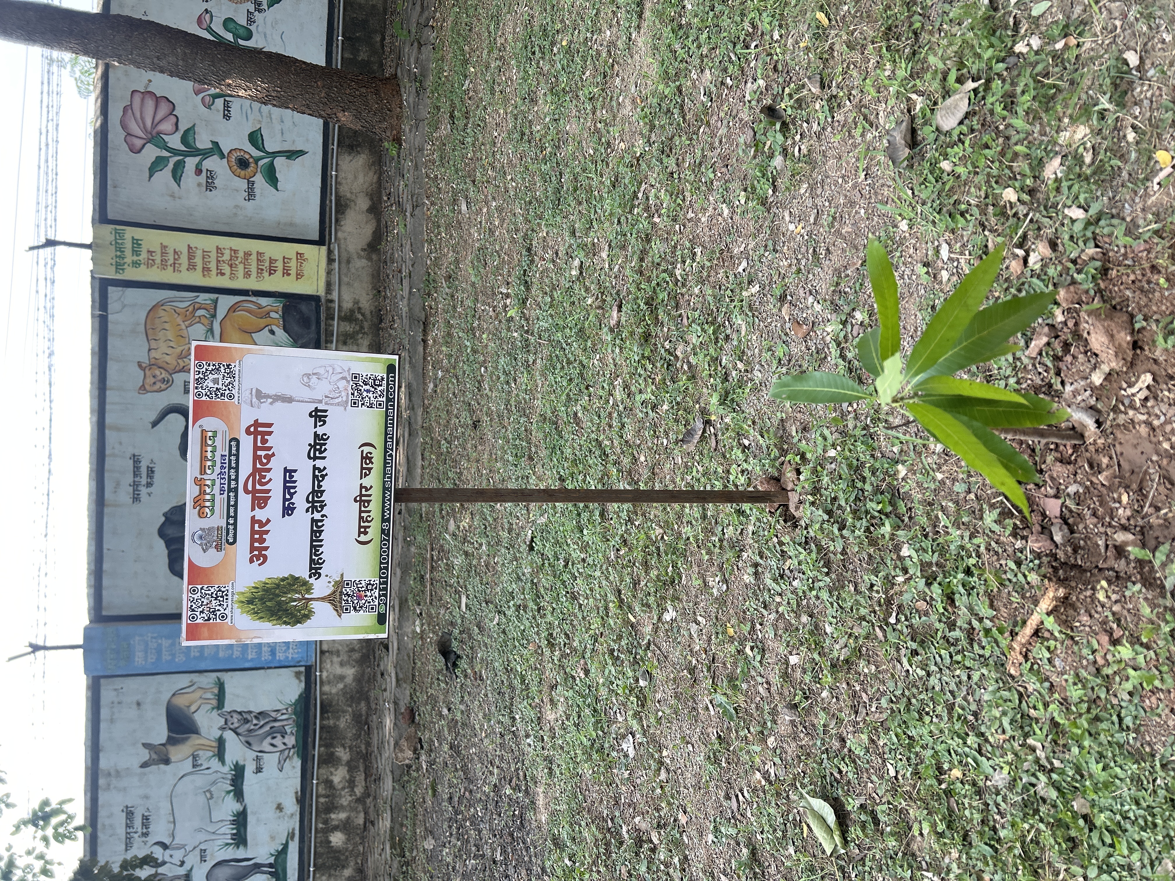 Aam