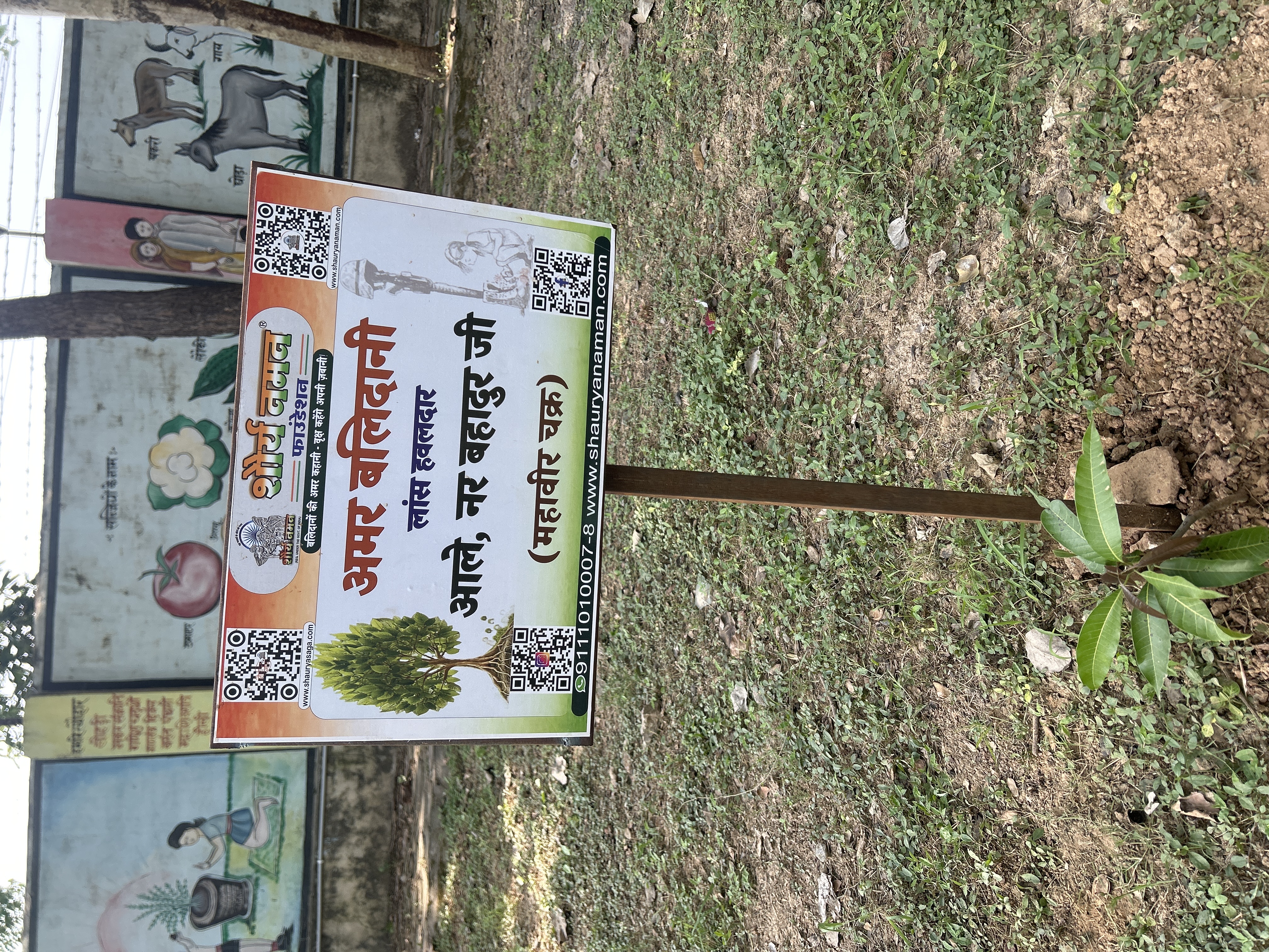 Aam